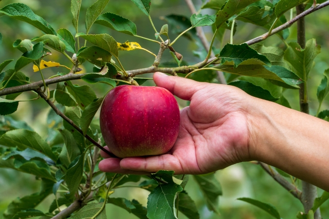 りんご農家の農業資材・物置の片付け事例
